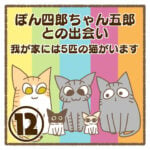 ぽん四郎ちゃん五郎との出会い〜我が家には5匹の猫がいます〜⑫