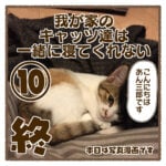 我が家のキャッツ達は一緒に寝てくれない⑩終