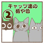 キャッツ達の柄や色②