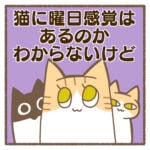 猫に曜日感覚はあるのかわからないけど