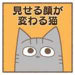 見せる顔が変わる猫