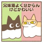 兄弟猫よく分からんけどかわいい