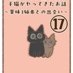 11年ぶりに我が家に子猫がやってきたお話〜薬味3姉弟との出会い〜⑰