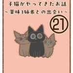 11年ぶりに我が家に子猫がやってきたお話〜薬味3姉弟との出会い〜㉑