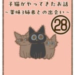 11年ぶりに我が家に子猫がやってきたお話〜薬味3姉弟との出会い〜㉘