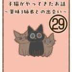 11年ぶりに我が家に子猫がやってきたお話〜薬味3姉弟との出会い〜㉙