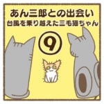 あん三郎との出会い〜台風を乗り越えた三毛猫ちゃん〜⑨