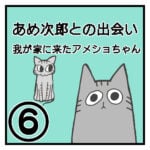 あめ次郎との出会い〜我が家に来たアメショちゃん〜⑥