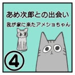 あめ次郎との出会い〜我が家に来たアメショちゃん〜④