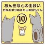 あん三郎との出会い〜台風を乗り越えた三毛猫ちゃん〜⑩