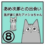 あめ次郎との出会い〜我が家に来たアメショちゃん〜⑧