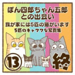 ぽん四郎ちゃん五郎との出会い〜我が家には5匹の猫がいます〜⑬終