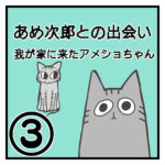 あめ次郎との出会い〜我が家に来たアメショちゃん〜③