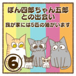 ぽん四郎ちゃん五郎との出会い〜我が家には5匹の猫がいます〜⑥