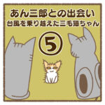 あん三郎との出会い〜台風を乗り越えた三毛猫ちゃん〜⑤