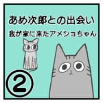 あめ次郎との出会い〜我が家に来たアメショちゃん〜②