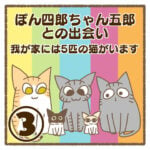 ぽん四郎ちゃん五郎との出会い〜我が家には5匹の猫がいます〜③