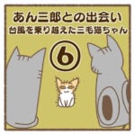 あん三郎との出会い〜台風を乗り越えた三毛猫ちゃん〜⑥