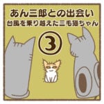 あん三郎との出会い〜台風を乗り越えた三毛猫ちゃん〜③