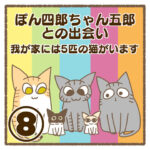 ぽん四郎ちゃん五郎との出会い〜我が家には5匹の猫がいます〜⑧