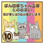 ぽん四郎ちゃん五郎との出会い〜我が家には5匹の猫がいます〜⑩