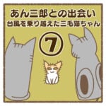 あん三郎との出会い〜台風を乗り越えた三毛猫ちゃん〜⑦